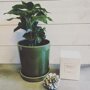 Coffea arabica (koffieplant)